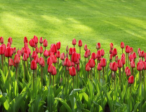 How to Prepare Your Lawn for a Healthier Growing Season