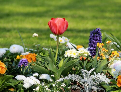 How to Water Flower Beds Without Wasting Water