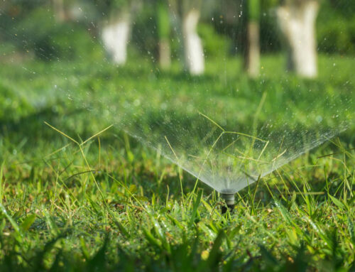 Drip vs. Spray Irrigation: What’s Better for Your Lawn?