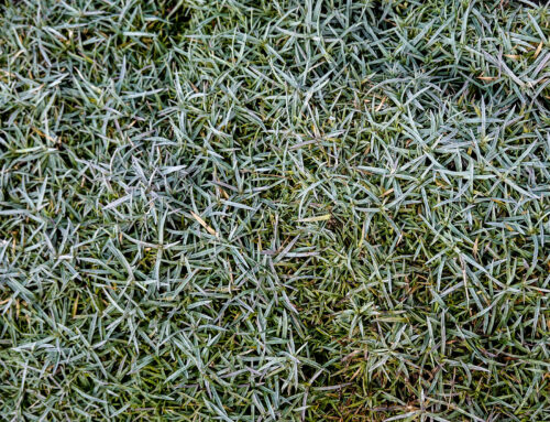 Top Irrigation Mistakes to Avoid Before Spring Startup